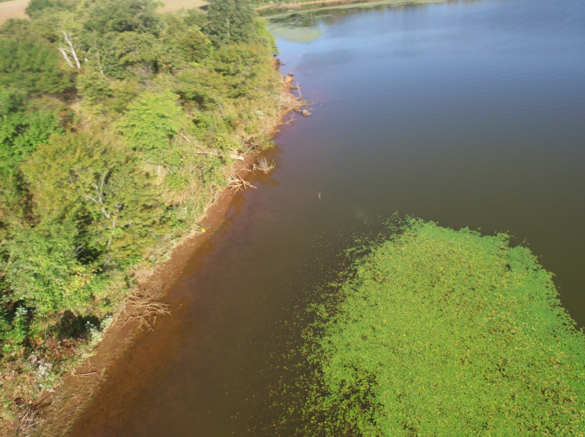 Aerial image of algae